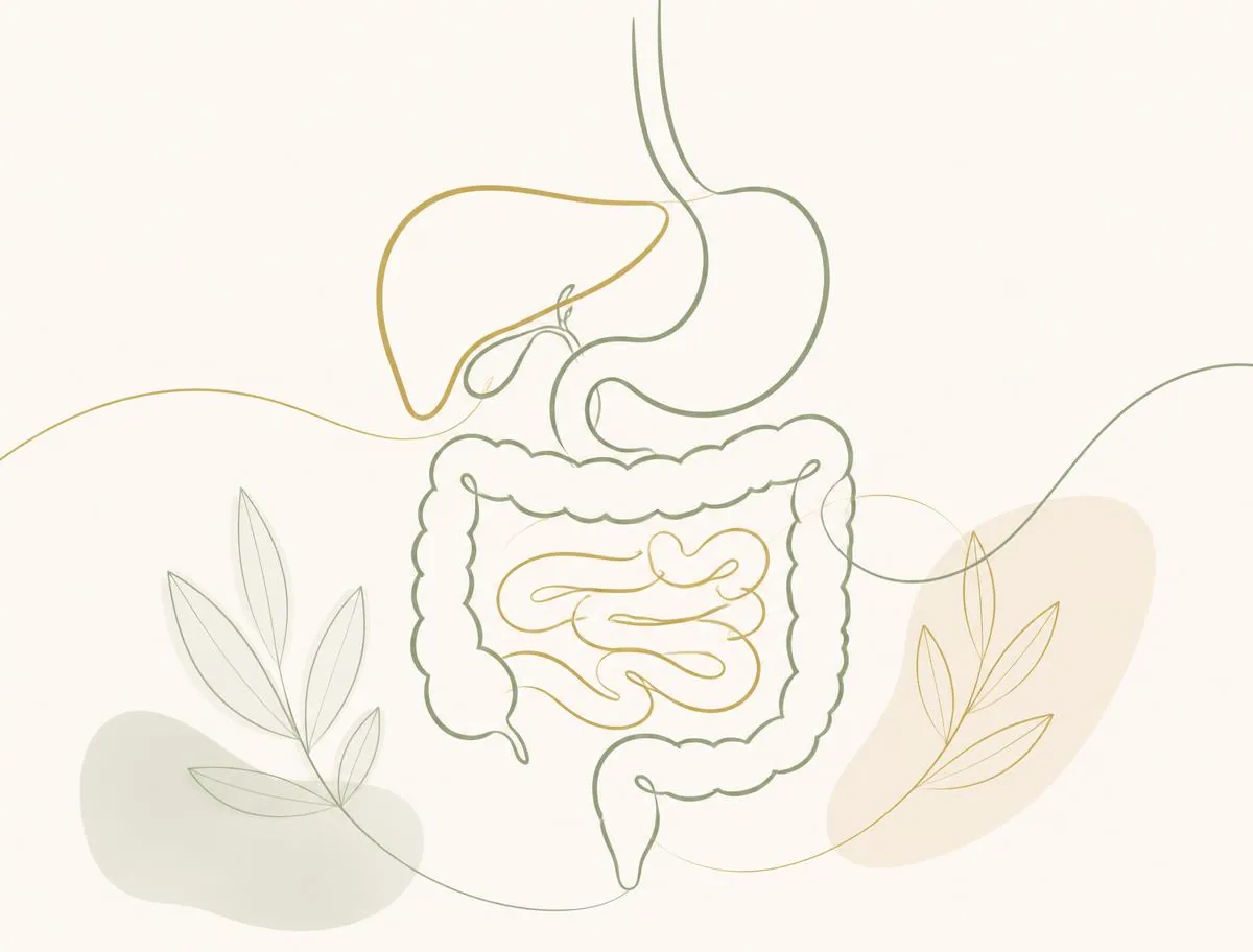 Ilustração em linha contínua do sistema digestivo em verde sálvia e dourado